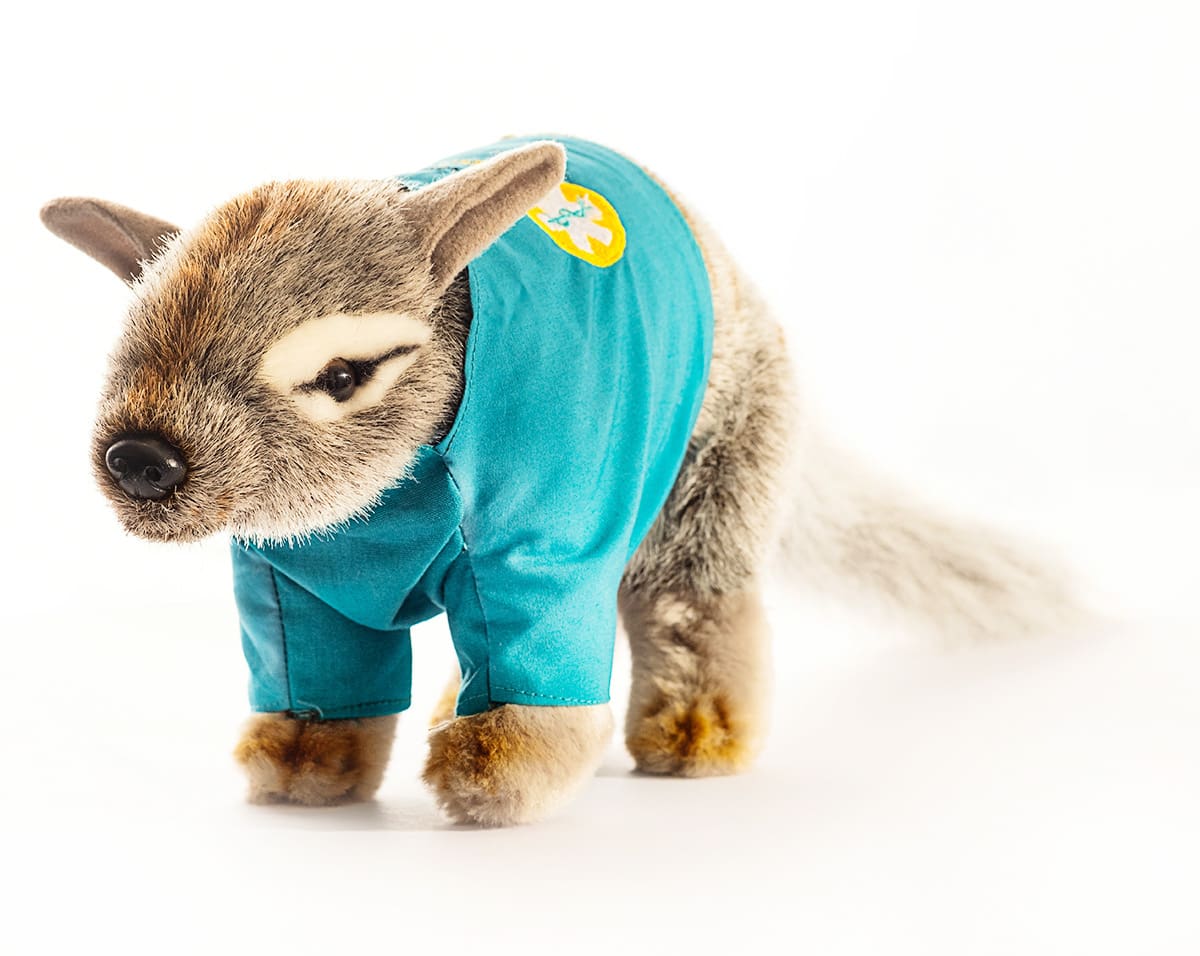 Peppi the Numbat